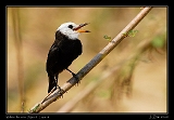  White-headed Marsh Tyrant