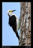  White Woodpecker