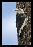  White Woodpecker