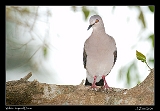  White-tipped Dove