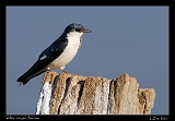  White-winged Swallow