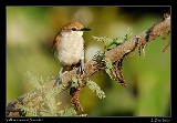  Yellow-chinned Spinetail