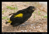 yrca_5860w