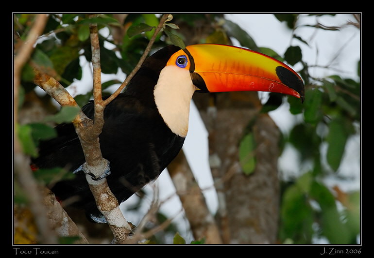 toco_6103w2