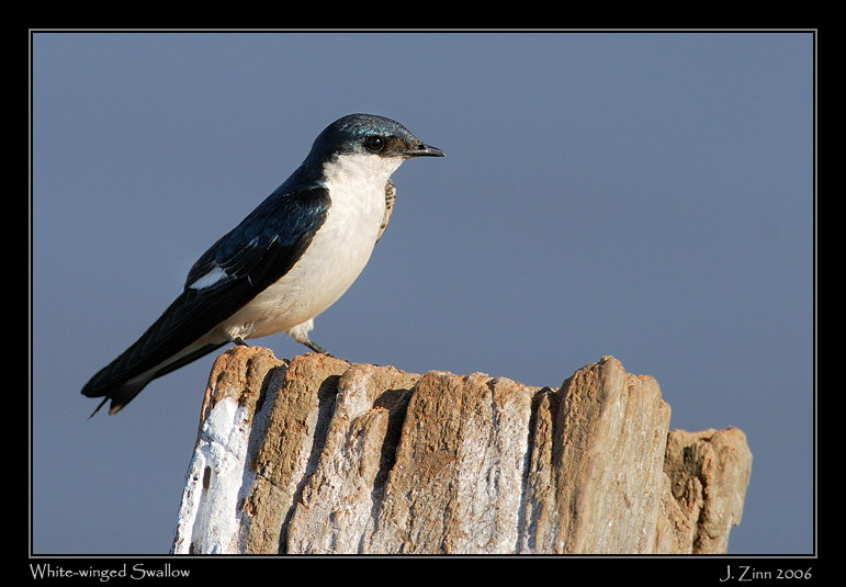 wwsw_7063w