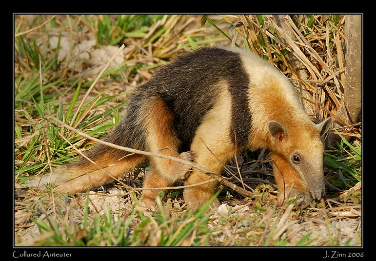 anteater_6890w