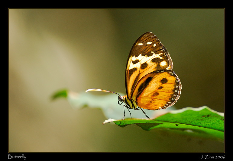 butterfly_5807w