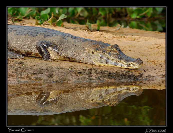 caiman_5756a