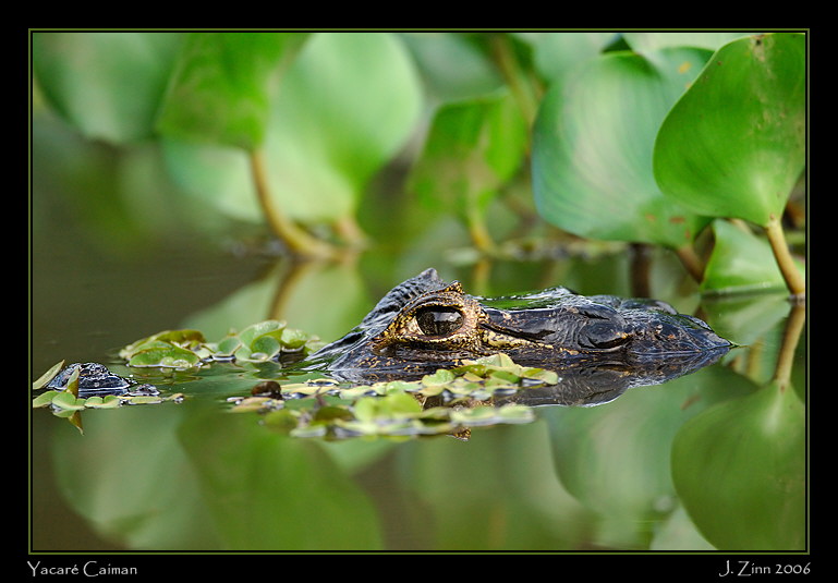 caiman_5772w