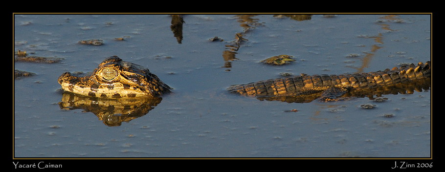 caiman_6339a