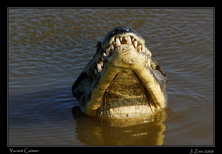caiman_7068w