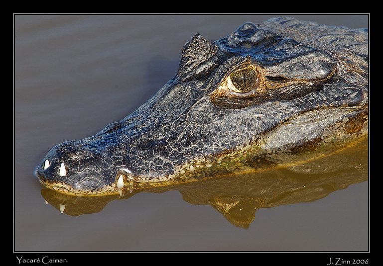 caiman_7071w