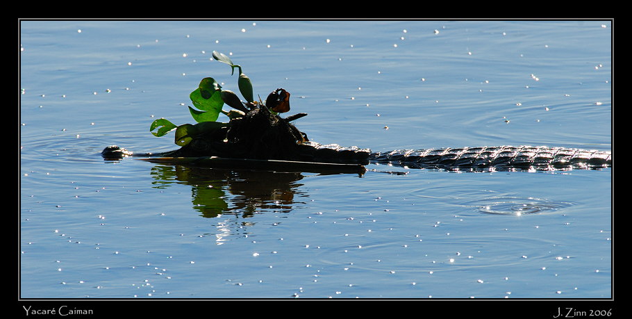 caiman_7074w