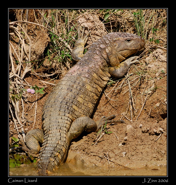caimanlizard_6207w