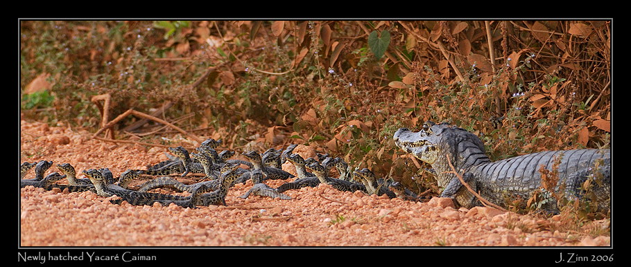 caimans_5641a