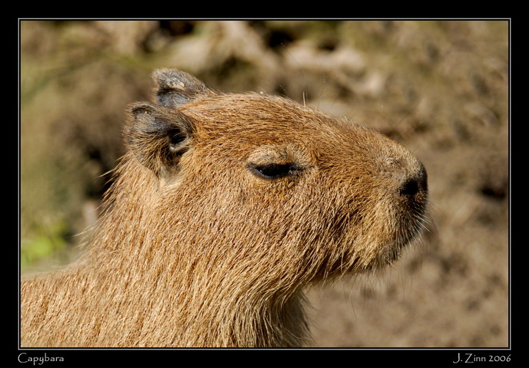 capy_6787w