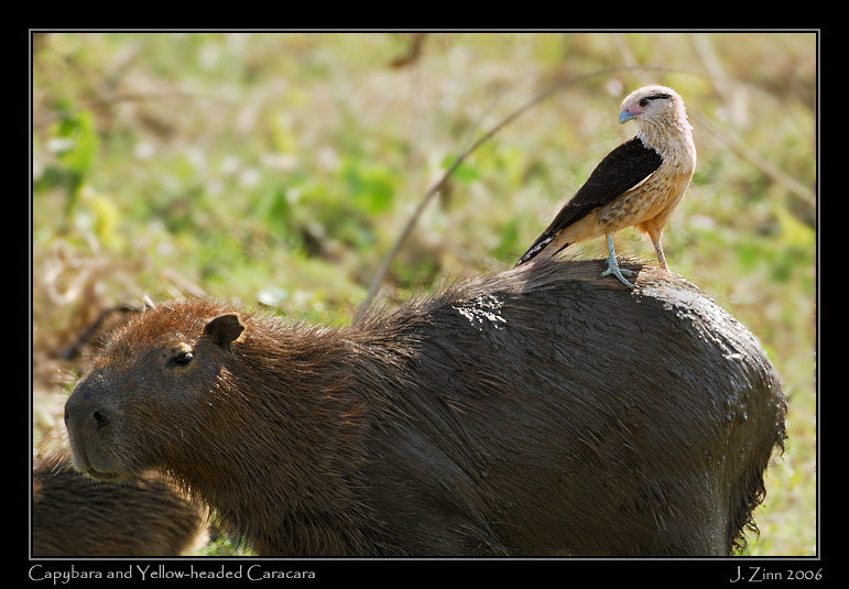 capyyhca_6790w