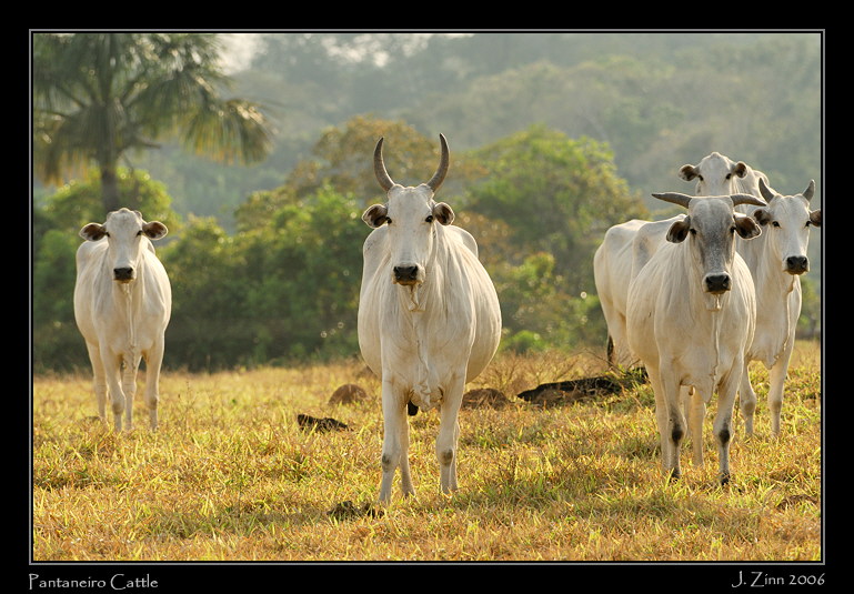 cattle_5406w