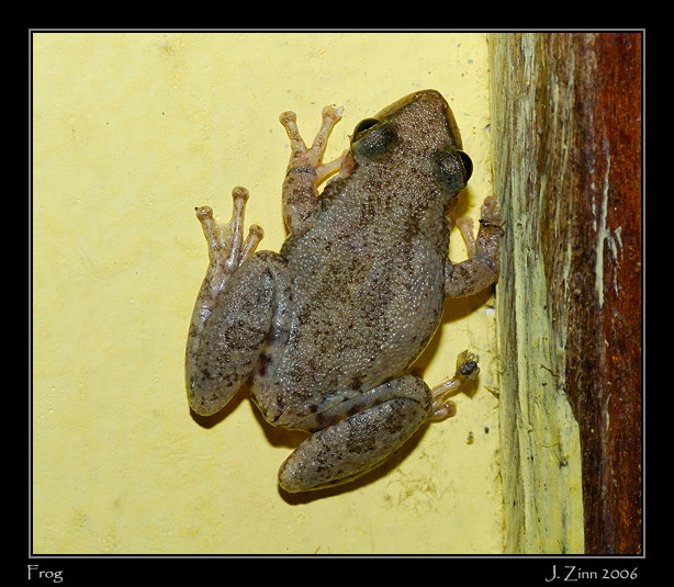 frog_6058w