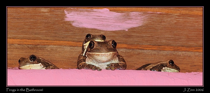 frogs_9214w2