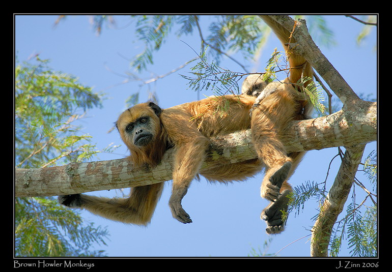 howler_6721w