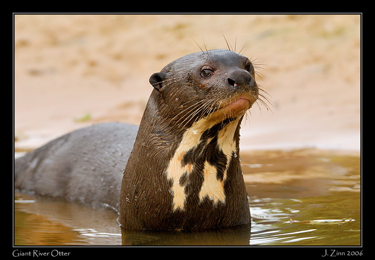 otter_5993w