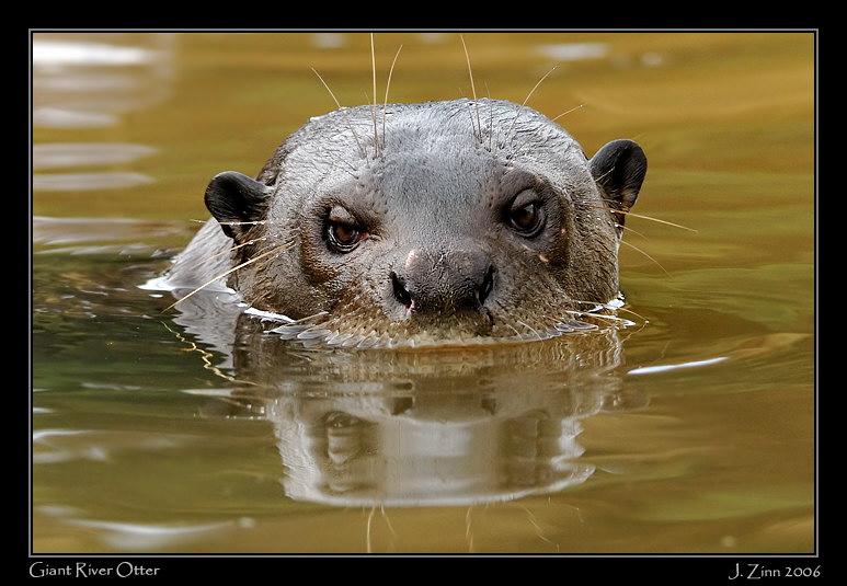 otter_6000w