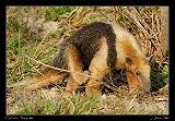  Collared Anteater