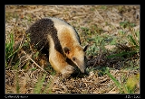  Collared Anteater