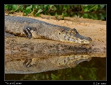  Yacar� Caiman