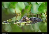  Yacar� Caiman