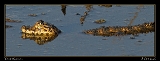  Young Yacar� Caiman