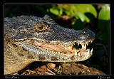  Yacar� Caiman