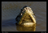  Yacar� Caiman