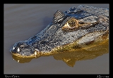  Yacar� Caiman