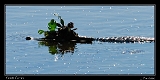  Camouflaged Caiman