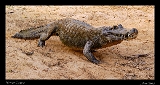  Yacar� Caiman