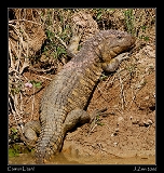  Caiman Lizard