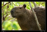  Capybara