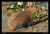  Capybara