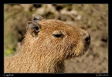  Capybara
