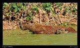  Capybara
