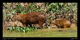  Capybara and friend