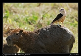  Capybara and Yellow-headed Caracara