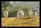  Pantaneiro Cattle