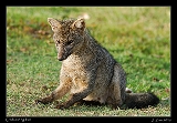  Crab-eating Fox