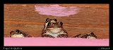  Frogs in the bathroom!