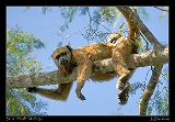  Brown Howler Monkey