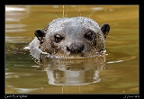  Giant River Otter