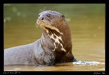  Giant River Otter